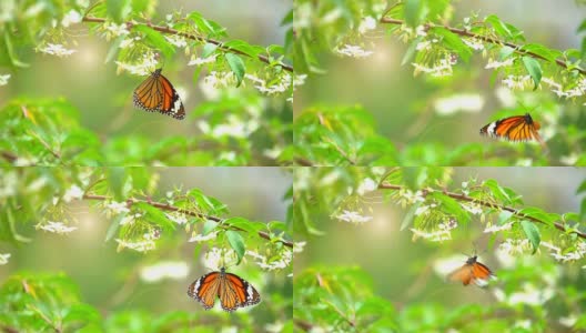 慢镜头蝴蝶飞在花上的早晨。橙色蝴蝶是大自然的美高清在线视频素材下载