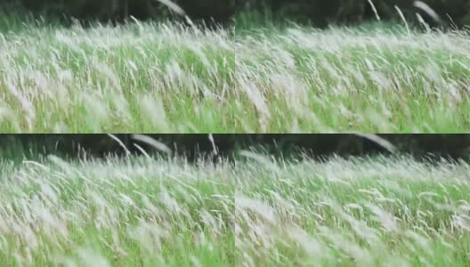 柔软梦幻的白色草羽毛在风与温暖的夏天阳光，柔软和清新的自然在秋天，春天或夏天的季节背景高清在线视频素材下载