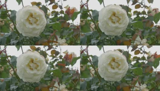 娇嫩的白花，在夏日的花园里随风摇曳。高清在线视频素材下载