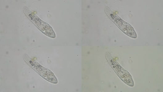 尾草履虫是显微镜下的单细胞纤毛原生动物和细菌属高清在线视频素材下载