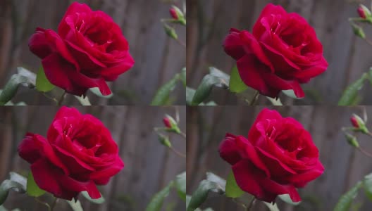 下午的红玫瑰高清在线视频素材下载
