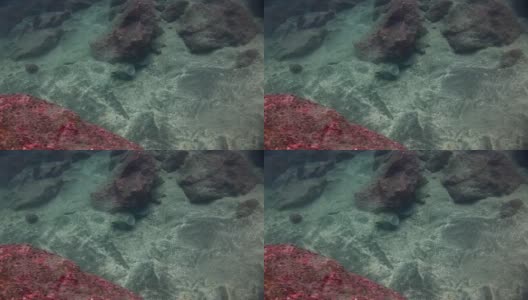 加拉帕戈斯群岛绿松石礁湖水下的海鳗。高清在线视频素材下载