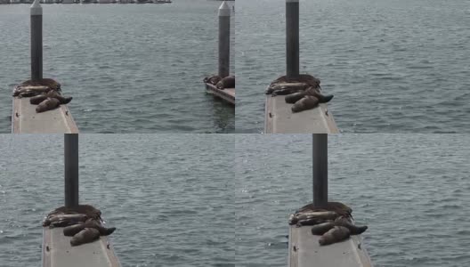 海狮躺在海湾的码头上高清在线视频素材下载