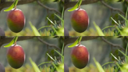 芒果是热带水果，挂在热带果树园内高清在线视频素材下载