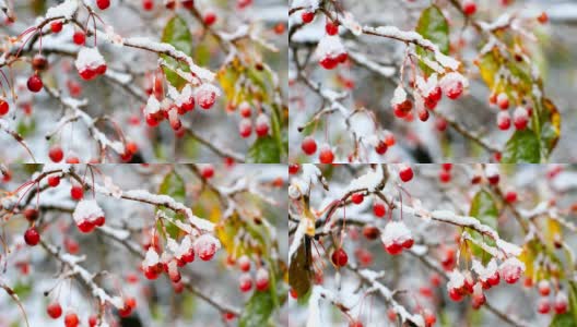 神奇的花楸树果实覆盖着冰雪高清在线视频素材下载