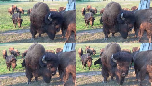 牧场上有野牛群，自由放养，野牛高清在线视频素材下载