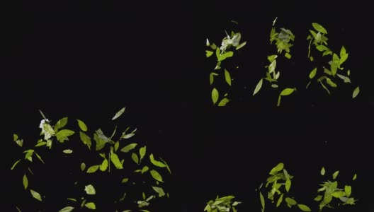在黑色背景下，干燥的月桂树叶在空气中爆炸高清在线视频素材下载