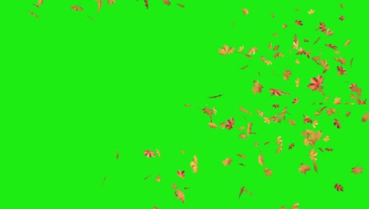 枫叶秋叶落在绿色的背景上。高清在线视频素材下载