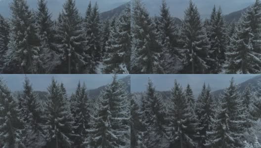 意大利Dolomites山中积雪覆盖的树木缓缓上升高清在线视频素材下载