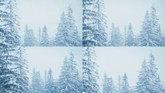 树枝上美丽的蓬松的雪。雪花从云杉树枝上美丽地飘落下来。冬天的童话，树在雪中囚禁。冬天下雪的录像高清在线视频素材下载