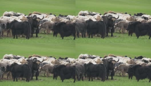亚洲草原上的一群长毛牦牛高清在线视频素材下载