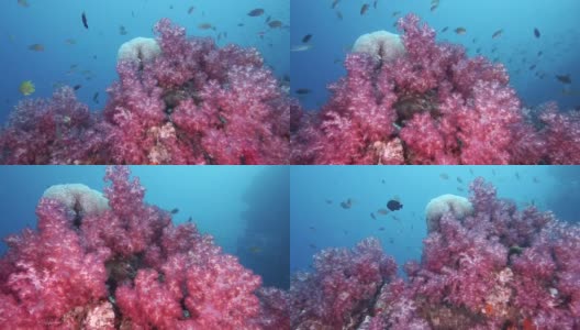 令人惊叹的亮粉色翡翠软珊瑚高清在线视频素材下载