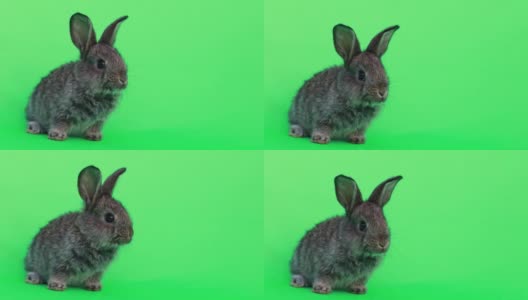 可爱的黑色兔子上的绿色背景色键高清在线视频素材下载