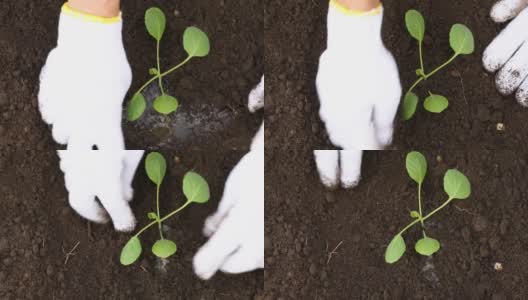 一个女人戴着手套在地里种白菜苗的特写，高清在线视频素材下载