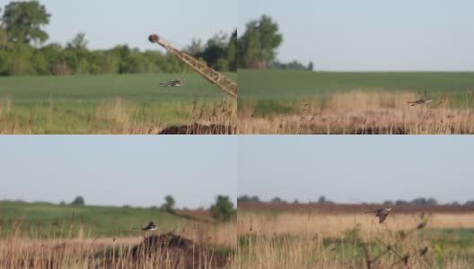 春天的早晨，布谷鸟在慢镜头中飞翔高清在线视频素材下载