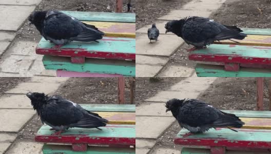 普通的街鸽坐在院子里的长凳上，抖掉身上的羽毛。特写镜头。一只野生的城市鸟在一个秋日漫步在住宅区的公园里，然后飞走了。高清在线视频素材下载