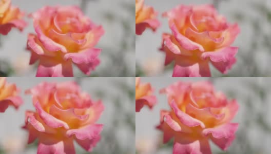 盛开的玫瑰花高清在线视频素材下载