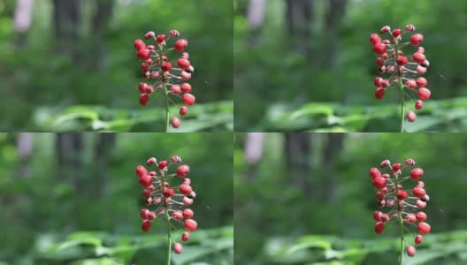 红Baneberry, Actaea Rubra Plant Close in Nature，魁北克省，加拿大高清在线视频素材下载