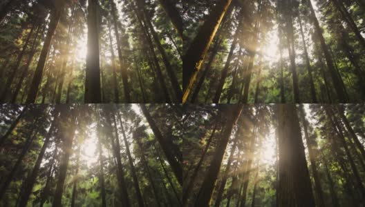 森林与阳光的观点高清在线视频素材下载