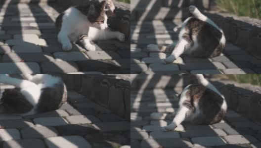 有趣的猫在阳光明媚的户外玩耍高清在线视频素材下载