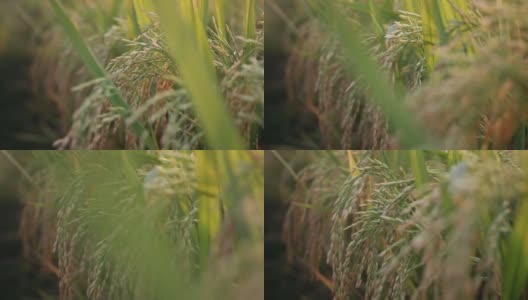 日落时分的稻田宏观视图高清在线视频素材下载