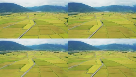 稻田鸟瞰图，池上景观，台东县，台湾省。高清在线视频素材下载
