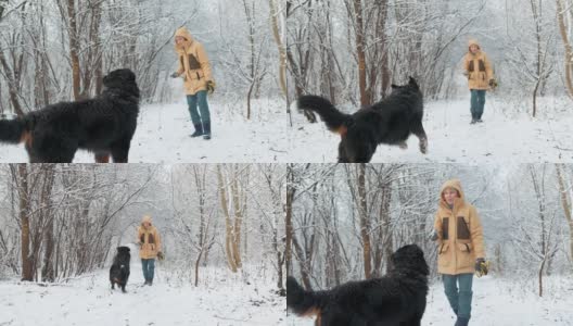 一个女人穿着一件黄色的冬季夹克，在雪原森林里遛着她的伯尔尼山狗。这只狗正从摄像机前跑向它的主人。缓慢的运动。高清在线视频素材下载