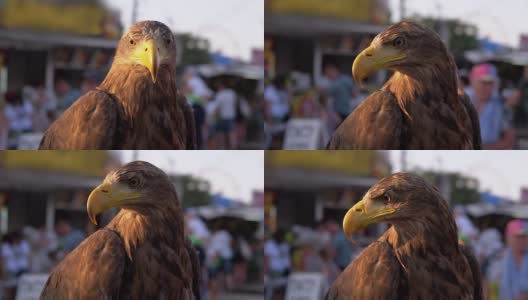 一只具有敏锐眼睛的食肉草原鹰在人群中四处搜寻。4K。近距离高清在线视频素材下载