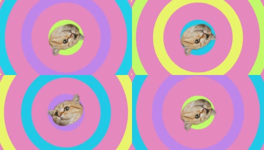 旋转头猫在彩色背景与移动的圆圈，视频动画。高清在线视频素材下载