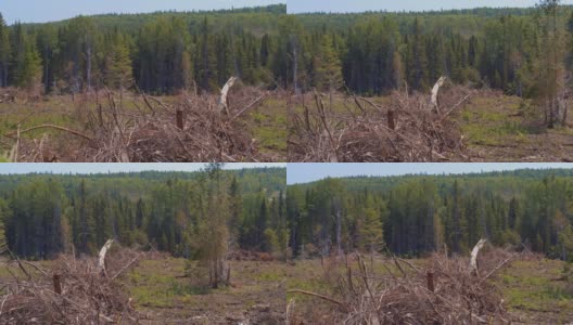 砍伐森林和植树的景观/向右平移高清在线视频素材下载