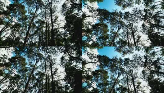 4K电影向上倾斜:拍摄向上看的树木，松树林高清在线视频素材下载