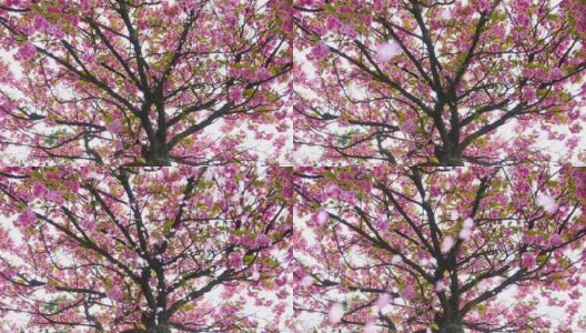 樱桃树上飘落的花瓣，慢镜头高清在线视频素材下载