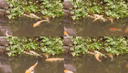 大而漂亮的红鲤鱼在池塘里滑稽地喝水高清在线视频素材下载