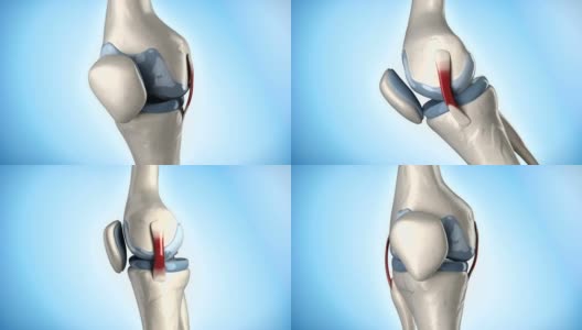 膝盖医学解剖循环高清在线视频素材下载