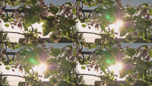 盛开的花苹果树摇摆在风和阳光透过它的叶子高清在线视频素材下载