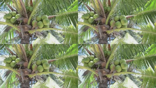 椰子树在多风的海滩上吹着高清在线视频素材下载