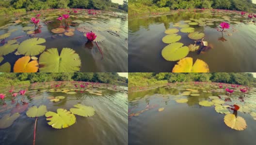 在泰国的湖中漂浮着睡莲高清在线视频素材下载