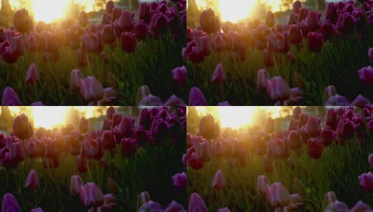 城市花坛上的紫色花朵郁金香在微风中摇曳。落日的余晖照亮了鲜花。特写镜头高清在线视频素材下载
