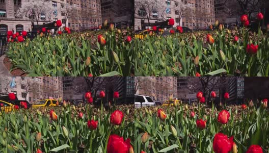 纽约- 2016年3月29日:纽约公园大道郁金香盛开的时间流逝高清在线视频素材下载