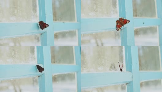 锁在屋里的孔雀蝶，在老房子的窗户上飞舞。高清在线视频素材下载
