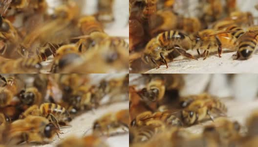 蜜蜂在蜂房入口的微距镜头高清在线视频素材下载