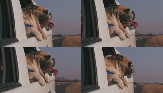 慢镜头的搞笑牛头犬享受一辆车高清在线视频素材下载