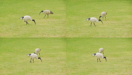两只澳大利亚白鹮在草丛中觅食高清在线视频素材下载