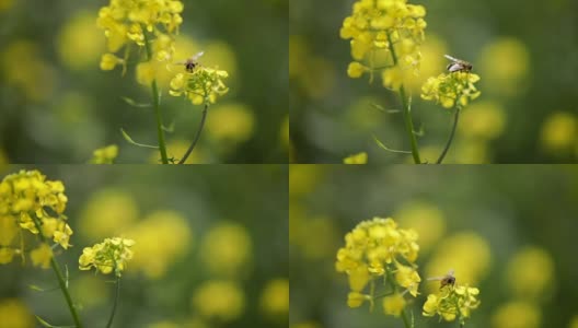 蜜蜂从芥菜花蜜中采集花蜜的慢动作。高清在线视频素材下载