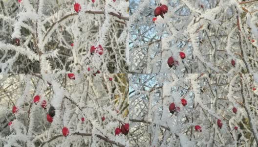 冬天，玫瑰果被霜晶覆盖。高清在线视频素材下载