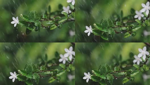 近枝翠绿鲜叶下热带雨水落在花园里，分辨率4K Dci高清在线视频素材下载