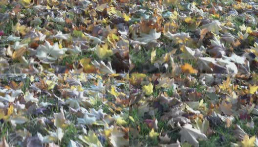 秋天的枫叶落下了高清在线视频素材下载