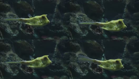 长角羚鱼高清在线视频素材下载