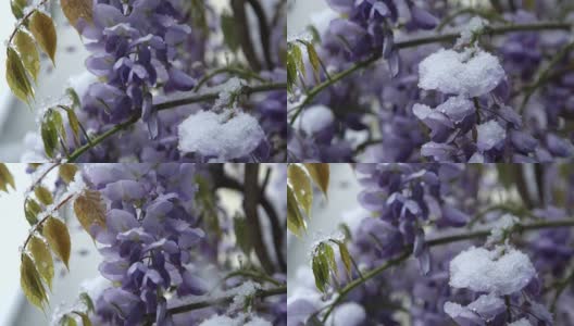 特写:雪花飘落在令人惊叹的丁香灌木丛在极端寒冷的春天高清在线视频素材下载