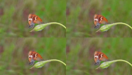 珍珠石南蝴蝶(Coenonympha arcania)高清在线视频素材下载